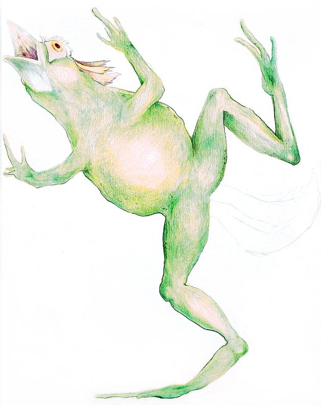 Brids from Frogs, 2004, color pencil on paper, 14 x 11 inches