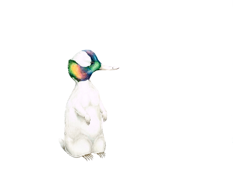 Duck Billed, 2004