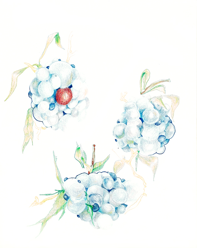 A Cherry Amongst Grapes, 2003