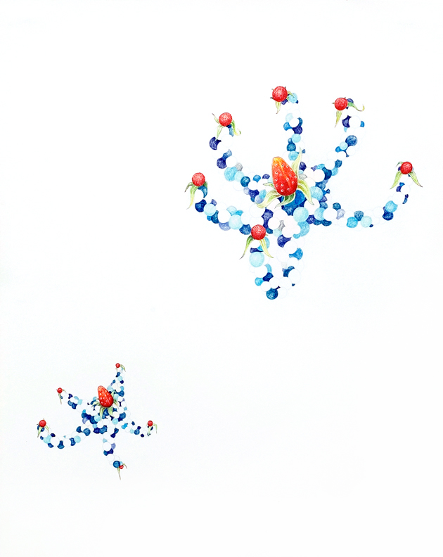 Illuminated Berries - Starfish, 2005, color pencil on paper, 24 x 19 inches