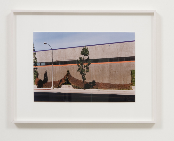 Claude Collins-Stracensky. Untitled (fallen vine. Jefferson blvd, Los Angles), 2005. Archival inkjet print, 17 x 21 inches