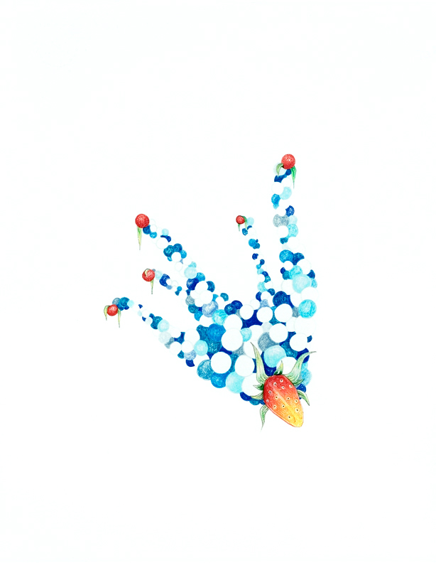 Starfish, 2003